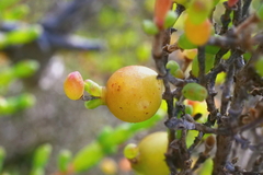 Asphondylia tecticorniae