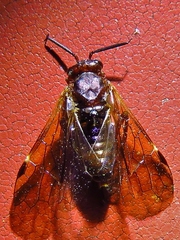 Macroxyelinae