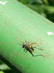 Phylloscyrtus amoenus