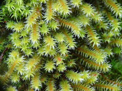 Hedwigia ciliata