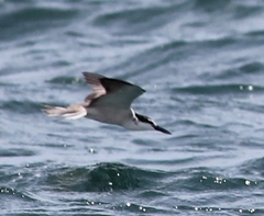 Onychoprion anaethetus