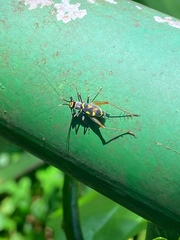 Phylloscyrtus amoenus