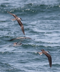 Onychoprion anaethetus