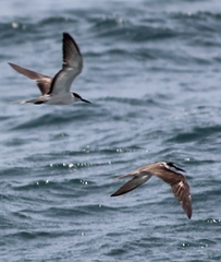 Onychoprion anaethetus