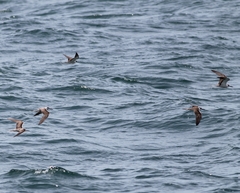 Onychoprion anaethetus