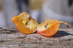 Asphondylia tecticorniae