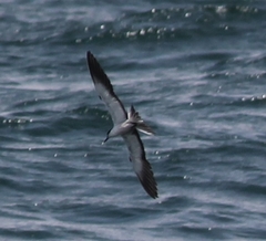 Onychoprion anaethetus