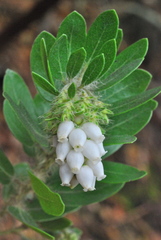 Arctostaphylos viridissima