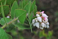 Arctostaphylos viridissima
