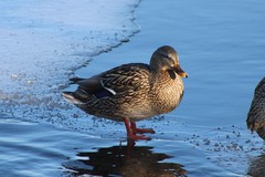 Anas platyrhynchos