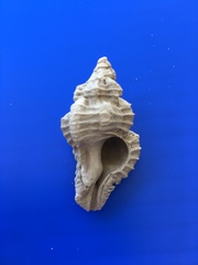 Chicoreus