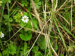 Stellaria recurvata