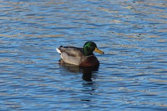 Anas platyrhynchos