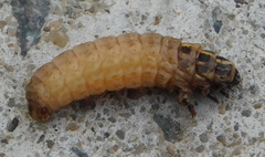 Psychidae