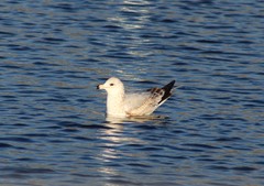Larus delawarensis