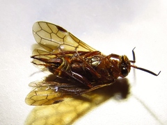 Macroxyelinae