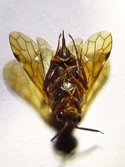 Macroxyelinae