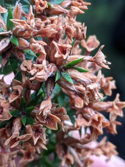 Epacris lanuginosa