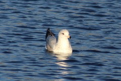 Larus delawarensis