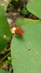 Abisara bifasciata