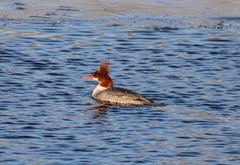 Mergus merganser