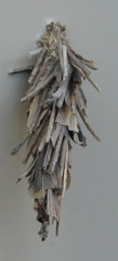 Psychidae