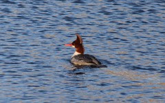 Mergus merganser