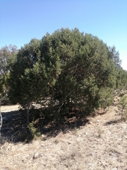Juniperus deppeana zacatecensis