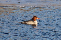 Mergus merganser