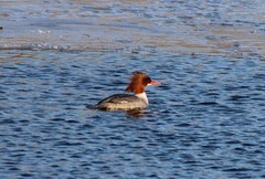 Mergus merganser