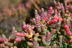 Tecticornia halocnemoides