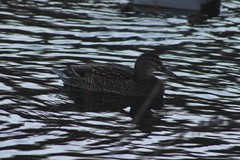 Anas platyrhynchos