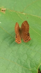 Abisara bifasciata