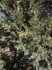 Juniperus deppeana zacatecensis