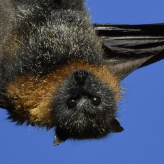 Pteropus poliocephalus