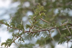 Vachellia grandicornuta