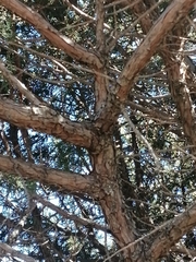 Juniperus deppeana zacatecensis