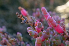 Tecticornia halocnemoides