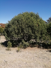 Juniperus deppeana zacatecensis