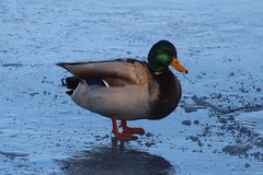 Anas platyrhynchos
