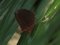 Elymnias hypermnestra beatrice
