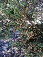 Juniperus deppeana zacatecensis