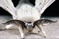 Bombyx mori