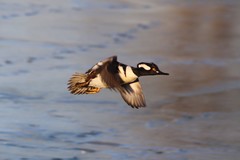 Lophodytes cucullatus