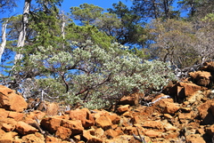 Arctostaphylos viscida pulchella