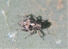 Cylindrocopturus