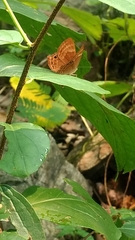 Abisara bifasciata