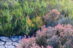 Tecticornia halocnemoides