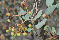 Arctostaphylos viscida pulchella