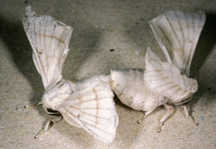 Bombyx mori